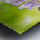 Lavender Lilac Flowering Macro Metal print