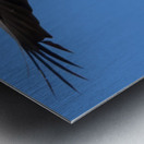 Eyes on  Metal print