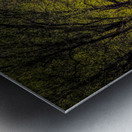 Light Green Trees of Early Spring Metal print