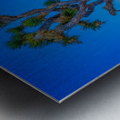 Joshua Tree Metal print