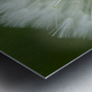 Dandelion Puffball Fan Metal print