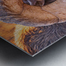 Big Horn Eye Metal print