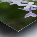 VioletLilacFlower0421 IrisRichardson Metal print