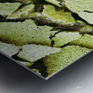 Matcha Lemon Bars Metal print