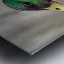 Drake Mallard Portrait II Metal print