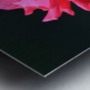 Glowing Pink Rose Metal print