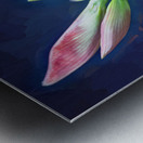 Sweet Lillian Amaryllis X1 1 Metal print