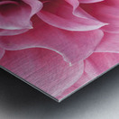 Dahlia Petals Metal print