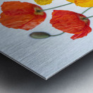 Multi coloured Poppies Metal print