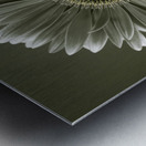 Fresh Gerbera Metal print