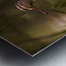 Spring Mallard Metal print