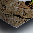 Trillium In The Woods Metal print