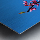 Eastern Redbud Blue Sky Metal print