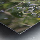 Webbed droplets Metal print