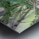 White Crowned Sparrow In Spruce Tree Metal print