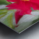 Red Mandevilla Flower Vine X 2 Metal print