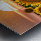sunflower with sunrise Metal print