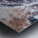 Young Buffalo II Metal print