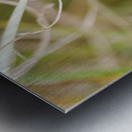 Gulf Fritillary  Metal print