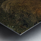 St. Johns Island Angel Oak Tree Branches Metal print