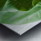 Bok Choy Metal print