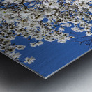 Mature Magnolia Mamma Metal print