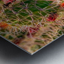 Cacti Metal print