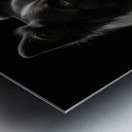 Default line pencil drawing boder collie silhouet Metal print