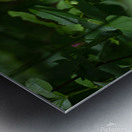 DSC 0021 Metal print