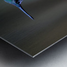 Female Ruby Throated Hummingbird Metal print