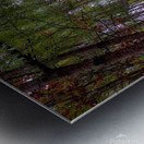Abbey Woods Metal print