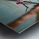 Ibis Metal print