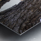 Leopard in Tree Fork Metal print