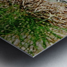 Lizard And Dragonfly Metal print