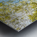 Aspen and Blue Skies Metal print
