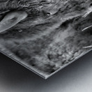 Yellowstone Buffalo in Black and White Metal print