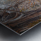 Autum Forest Metal print