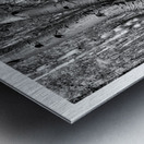 Curved Aspens near Telluride Colorado Metal print