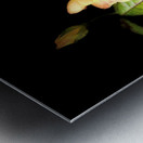  Lovely Yellow Rose on a Dark Background Metal print