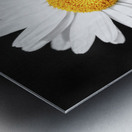 Lone Daisy in the Dark Metal print