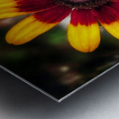 Symphony of Petals - Maine Botanical Wall Art Metal print