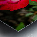 DOUBLE DELIGHT ROSE Metal print