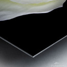 White Rose Metal print