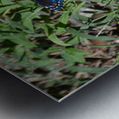 Black Swallowtail Butterfly Metal print