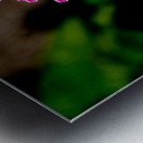 Garvinae Sweet Fiesta Gerber Daisy Metal print