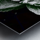 Abstract Dark Poppy Flower Metal print