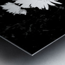 Daisy Flowers in High Contrast Black and White Metal print