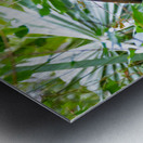 Tri-colored Heron Nesting Metal print