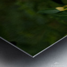 2024 Portfolio 16 Metal print