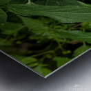 2024 Portfolio 38 Metal print